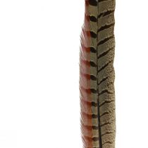daiktų Fazano plunksnos Dekoracija Tikros plunksnos Natūralios 40cm 9vnt
