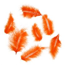 daiktų Plunksnos trumpos 30g Oranžinės