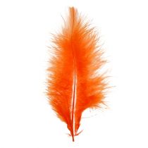 daiktų Plunksnos trumpos 30g Oranžinės