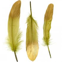 Plunksnos rankdarbiams Deco plunksnos Green-Golden L16-20cm 24vnt