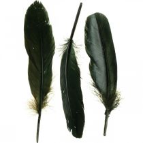 Deco plunksnos juodos paukščių plunksnos rankdarbiams 14-17cm 20g
