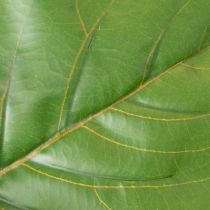 daiktų Dirbtinis fikusas (Ficus lyrata) 120 cm, dekoratyvinis augalas svetainei