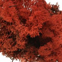 Dekoratyvinės samanos raudonos Siena natūralios samanos rankdarbiams, džiovintos, spalvotos 500g