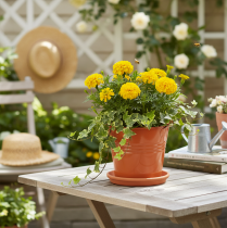 daiktų Dekoratyvinis metalinis kibiras/vazonas, oranžinės-rudos spalvos, Ø16 cm, aukštis14,5 cm, 1,6 l