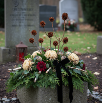 daiktų Džiovinti echinokokinės uogienės (Glabrum Leucospermum) žiedai 25-40 cm 25 vnt.