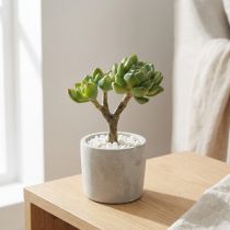 daiktų Sultingas Echeveria dirbtinis žalias H15cm