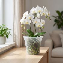 daiktų Plastikinis puodas “Irys” skaidrus Ø17cm 1 vnt