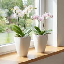 daiktų Plastikinis gėlių vazonas, orchidėjų vazonas, baltas, 16,5 cm aukščio, 2 vnt.