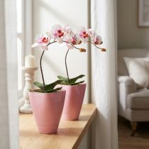 daiktų Gėlių vazonas, plastikinė vaza, orchidėjų vazonas, rožinis, 16,5 cm aukščio, 2 vnt.