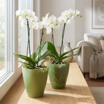 daiktų Orchidėjų vazonas, gėlių vazonas, plastikinė vaza, žalia, 16,5 cm aukščio, 2 vnt.