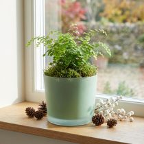 daiktų Stiklinis gėlių vazonas žalias vazonas stiklinis kubilas Ø14,5cm H12,5cm