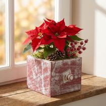 daiktų Augalų dėžutė medinis dekoratyvinis stalčius shabby chic raudonas baltas 12cm