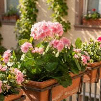 daiktų Dirbtinė snapučio gėlė Rožinis pelargonijos krūmas dirbtinis 7 žiedai H38cm