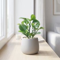 daiktų Dirbtinis žalias augalas sultingas dirbtinis žalias H14cm