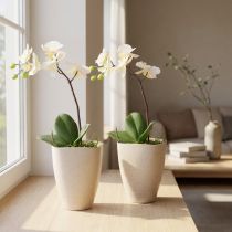 daiktų Orchidėjų vazonas, plastikinis, smėlio spalvos margas, 13,5 x 13 cm, aukštis 16,5 cm, 2 vnt.