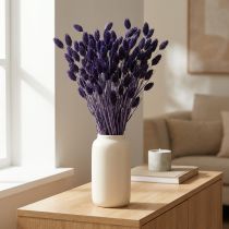daiktų Phalaris Violet džiovinta dekoratyvinė žolė 50-55cm 100g