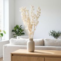 daiktų Džiovintos balintos žibintų formos fizalis (Nicandra) 75-80cm 100g