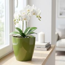 daiktų Orchidėjų vazonas blizgus Ø12,5cm alyvuogių žalias 1 vnt