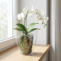 daiktų Orchidėjų vazonas blizgus Ø12,5cm skaidrus 1 vnt