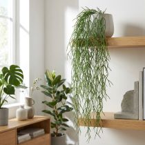daiktų Dekoratyvinės ūseliai, koralų kaktusas, dirbtinė kabykla Rhipsalis Green L120cm