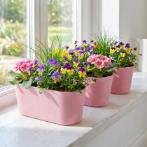 daiktų Sodinimo valties sodinimo dubuo ovalus rožinis 27×11×10cm 3vnt