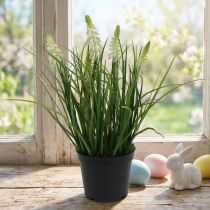 daiktų Deco vynuogių hiacinto kremas vazonėlyje 26cm