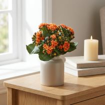 daiktų Liepsnojantis Käthchen Kalanchoe dirbtinis apelsinas 24cm