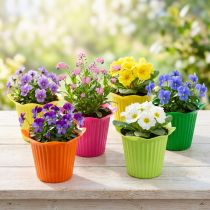daiktų Plastikinė vazoninė gėlė Ø6,5cm 25 vnt