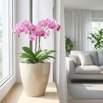 daiktų Orchidėjų vazonas blizgus Ø12,5cm smėlio 1 vnt