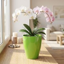 daiktų Orchidėjų vazonas blizgantis Ø12,5cm liepa 1 vnt