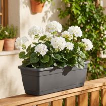 daiktų Geranijos krūmas baltas 38cm