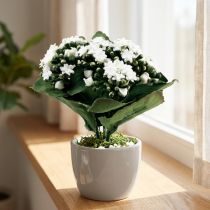 daiktų Dirbtinė Kalanchoe Flaming Käthchen White 24cm