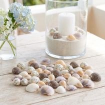 daiktų Kriauklių puošmena mini gaidžiai sraigių kiautai 1-3cm 340g