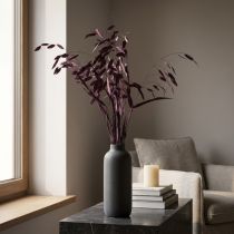 daiktų Plokščiaaušė sausžolė Chasmantium violetinė 70cm 10 vnt.