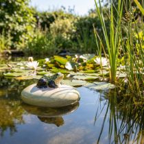 daiktų Dekoratyvinis keraminis varlės formos plūduriuojantis akmuo sodo tvenkiniams ir vandens telkiniams, 13 cm