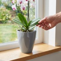 daiktų Orchidėjų vazonas blizgus Ø12,5cm pilkas 1 vnt
