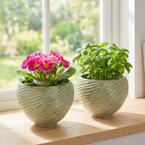 daiktų Sodinamosios dekoratyvinis dubuo keraminis žalios spalvos Ø15cm H11cm 2vnt