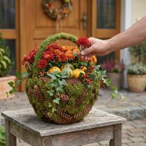 daiktų Kaimiškas sodinimo krepšelis su samanomis ir pušies kankorėžiais - dekoratyvinis krepšelis su rankena Ø32cm A42cm - universalus sodo ir namų dekoravimas