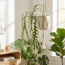 daiktų Dirbtinis pjūklo lapas kaktusas Epiphyllum anguliger L68cm 3 vnt.