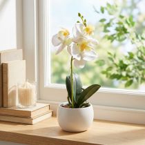 daiktų Dirbtinės orchidėjos vazonėlyje baltos mini orchidėjos Ø7cm H22cm