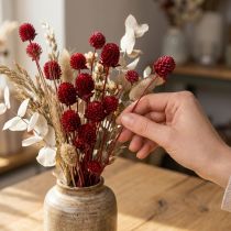 daiktų Gaublys burnočiai Gomphrena Globosa tamsiai raudonos spalvos L45cm 100g
