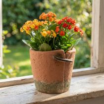 daiktų Betoninis gėlių vazono vazonas terakotinis vazonas Ø13cm H13cm