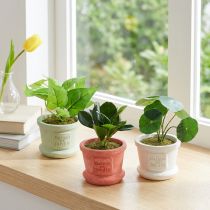 daiktų Dirbtiniai žalieji augalai mini augalai vazonėlyje 15cm 3vnt
