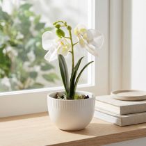 daiktų Mini orchidėjos Dirbtinės baltos orchidėjos vazonėlyje 15cm