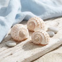 daiktų Midijos Tonna Tessalata 7 vnt