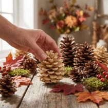 daiktų Kankorėžiai Pinus Kankorėžių kremas sumaišytas 5-18cm 25 vnt