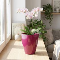 daiktų Orchidėjų vazonas blizgantis Ø12,5cm vyšnia 1 vnt