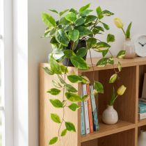 daiktų Philodendron Scindapsus su vazonu, lengvai prižiūrimas - idealiai tinka biure ir namuose 32cm