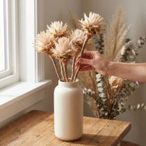daiktų Leucospermum Plumosum Silver Tree Blossoms Light 25 vnt