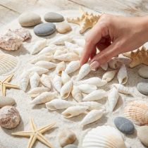 daiktų Deco sraigės baltos, jūrinės sraigės natūrali puošmena 2-5cm 1kg